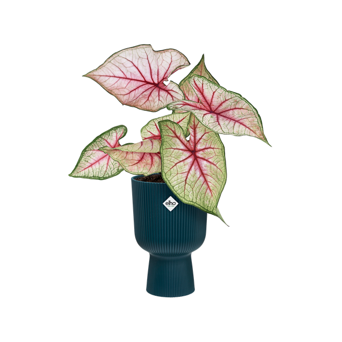 vibes fold coupe 14cm bleu foncé